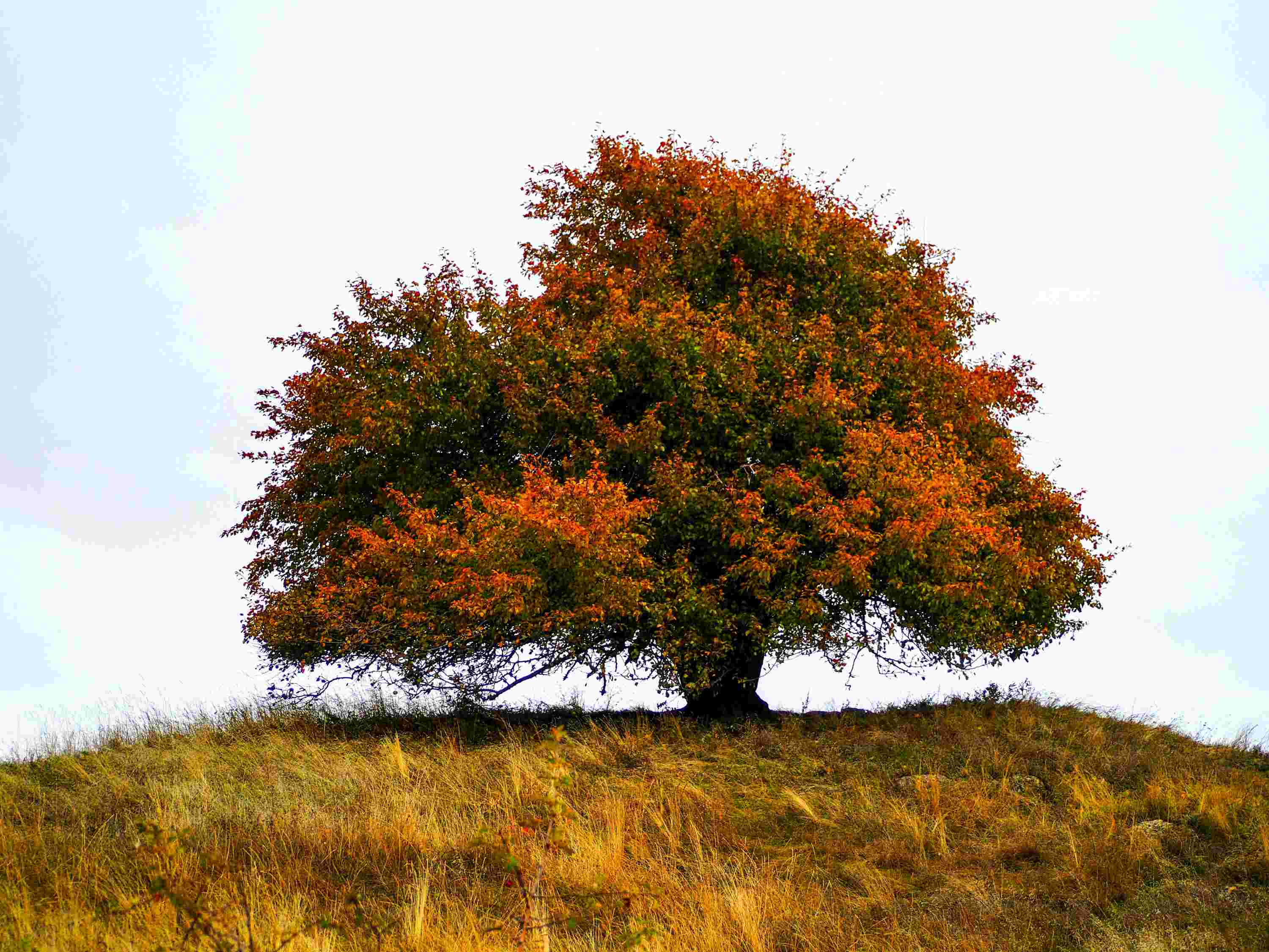 Rudens krāsās klāts koks uzkalnā, kas simbolizē Dzīvības koka praksi.